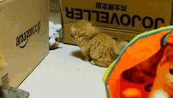粘人的小奶猫,小奶猫守着铲屎官做作业