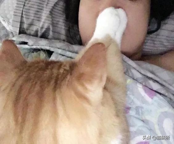 猫咪跟鸡一样咕咕叫,猫咪跟平时叫的声音不一样