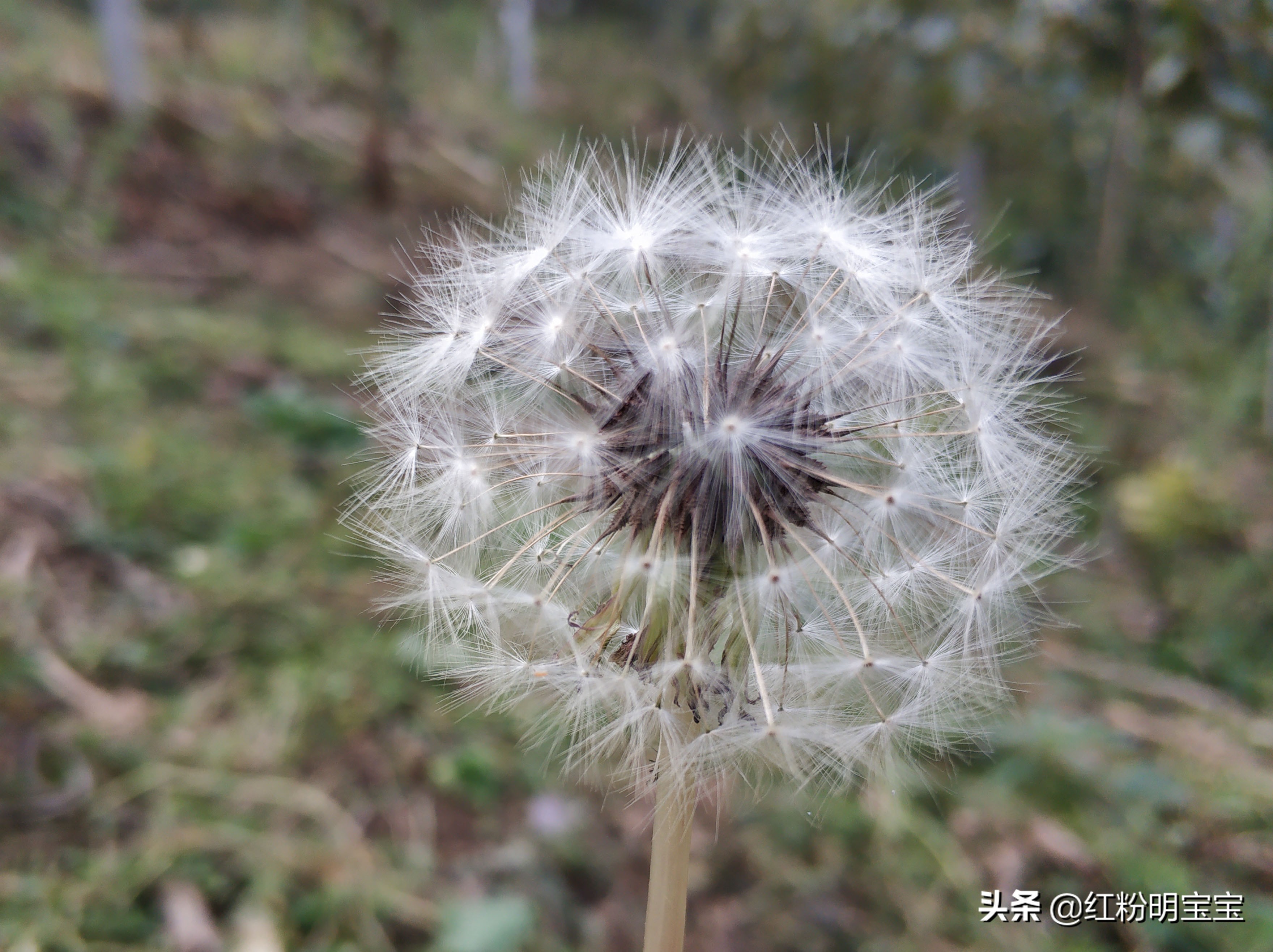 秦岭蒲公英花海,秦岭山下的蒲公英