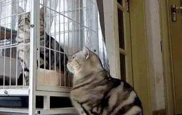 辟谣！猫咪发情用棉签可以止住？小心猫咪患上子宫蓄脓