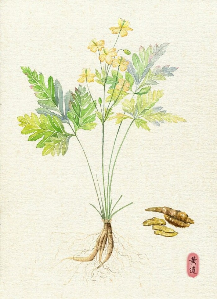 脾胃虚弱兼肠胃湿热吃黄连行吗,肠道湿热吃黄连泡水可以治吗