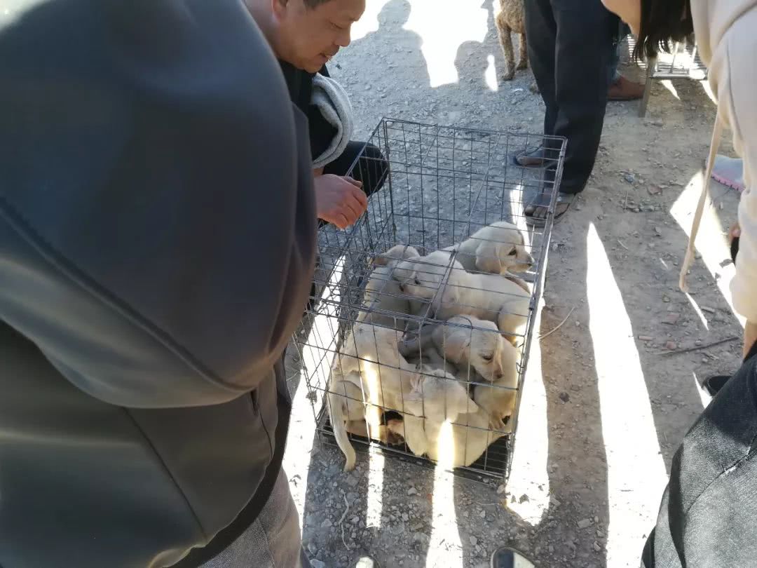 北京狗市黑色拉布拉多幼犬多少钱,在狗市上买400元的拉布拉多犬视频