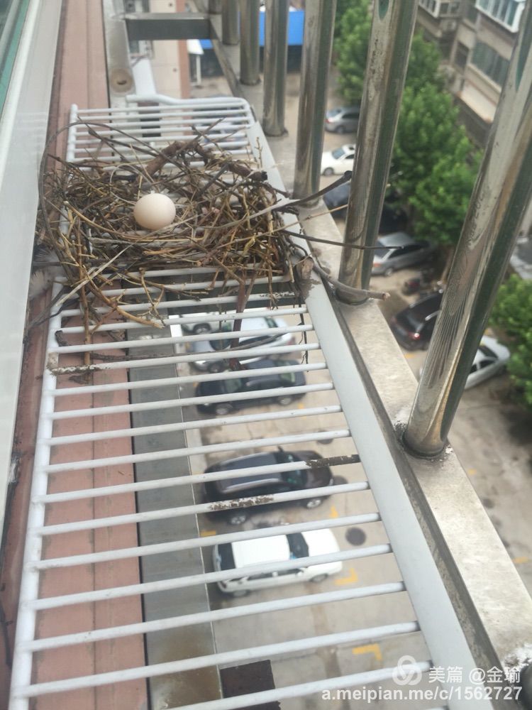 四只小鸟的故事视频,四只白鸟的故事