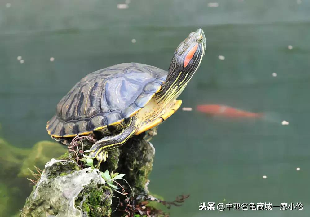 关于巴西龟的养龟小知识,养龟都是从巴西龟开始吗