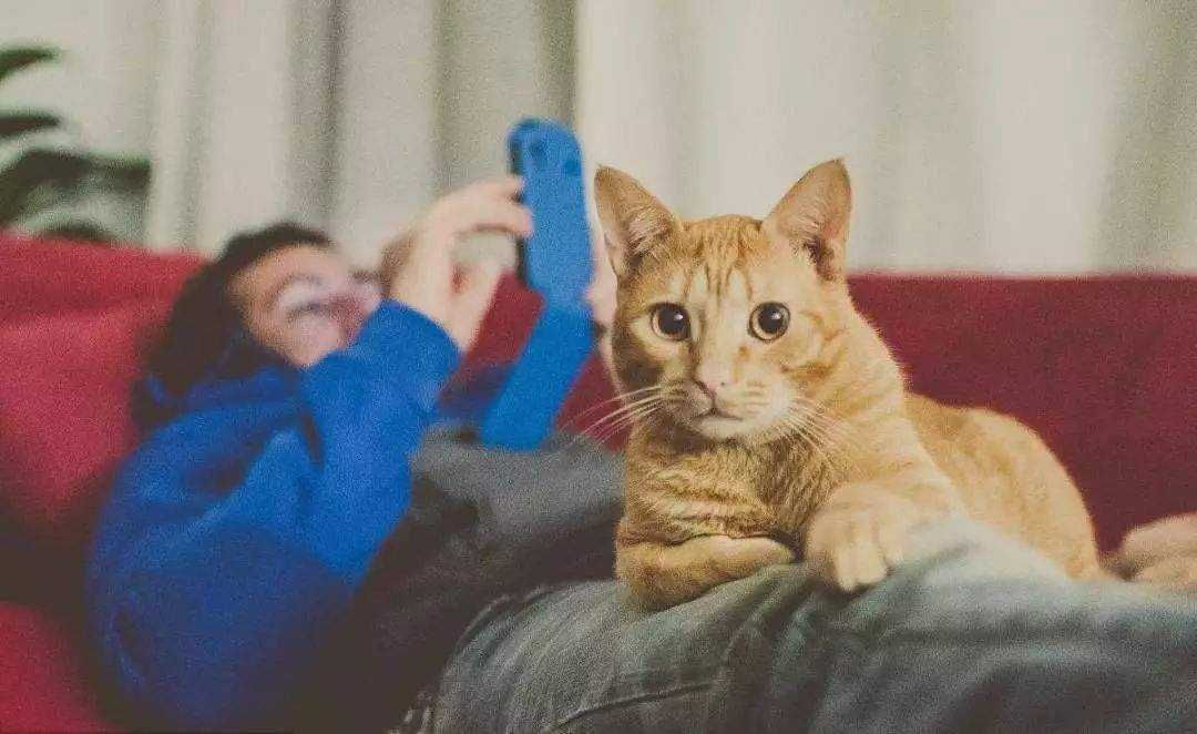 过年回家我的猫怎么办,春节回老家猫咪怎么办