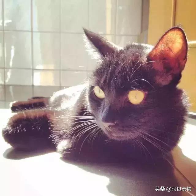 猫咪耳螨传染人吗,耳螨猫咪会传染吗