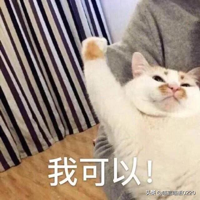 2021最全进口猫粮推荐，软便、胖喵适用粮一应俱全，猫家长速看