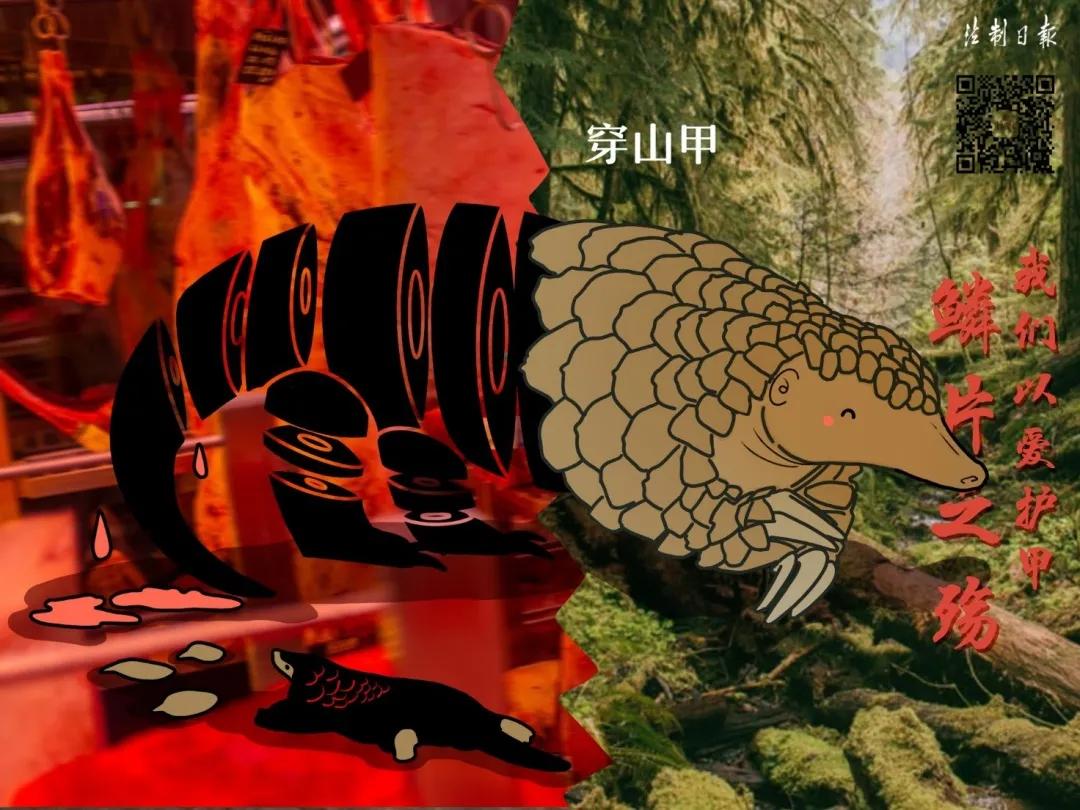 拒绝野味成为自觉举止,拒绝野味管不住嘴