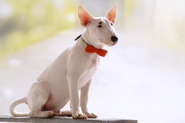 长相俊美的牛头梗,怪异牛头梗