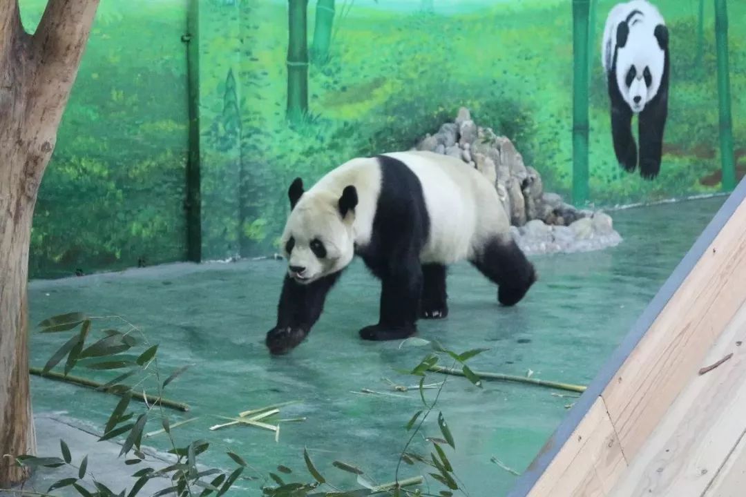 *安泰**赏花休闲婚拍就到泰山花海摩玛梦想城