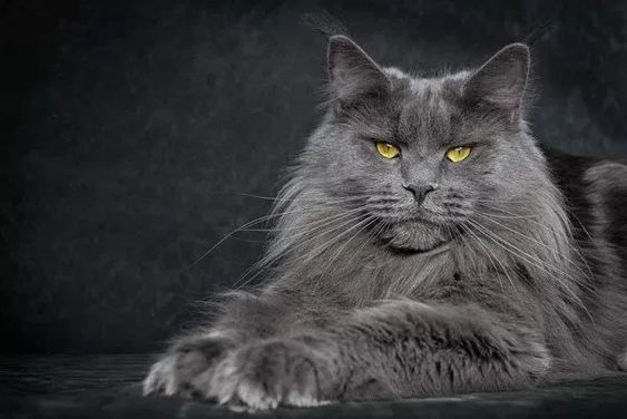 十种罕见的猫咪,常见的猫咪都有哪些品种