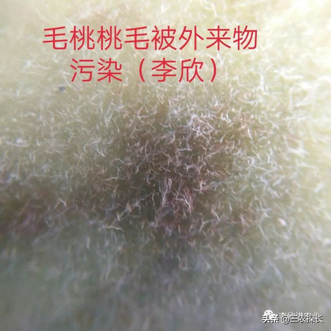 毛桃引起的过敏怎么处理,毛桃变黑是坏了吗