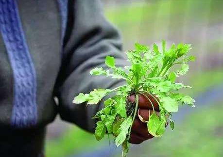 野菜苦苣菜的功效与禁忌,苦苣菜野菜