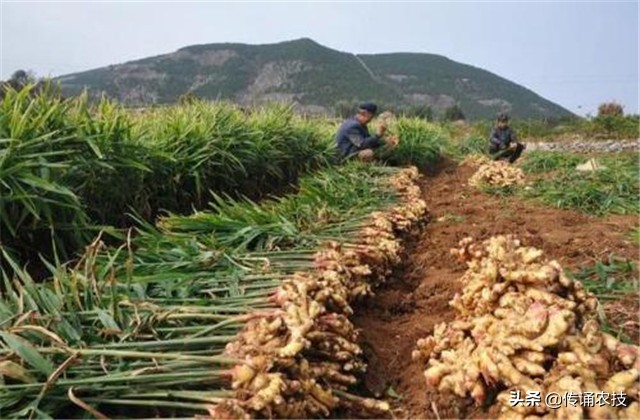 脱毒生姜培育与栽培高产技术,想要生姜种植高产这些技术少不了