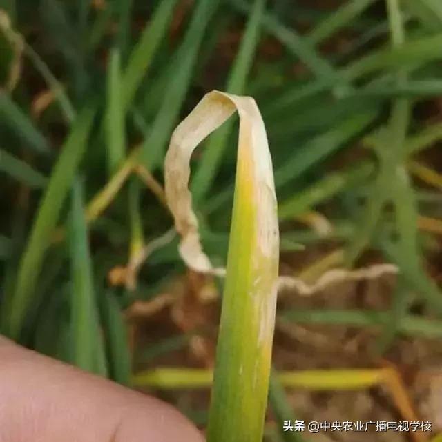 刚栽韭菜干尖是怎么回事,露地韭菜干尖怎么办