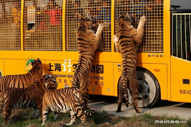 上海五一期间旅游景点推荐,上海五一旅游攻略景点推荐