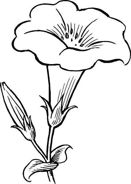 白描各种花朵,花朵白描图片大全大图