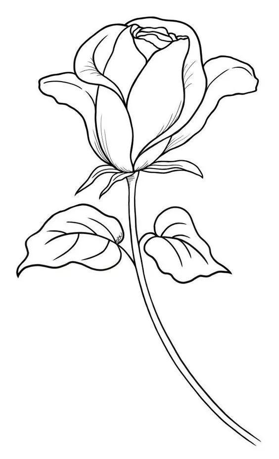 白描各种花朵,花朵白描图片大全大图