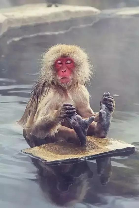 全世界总共有几种猴子,世界上最稀有的猴子是哪种猴子