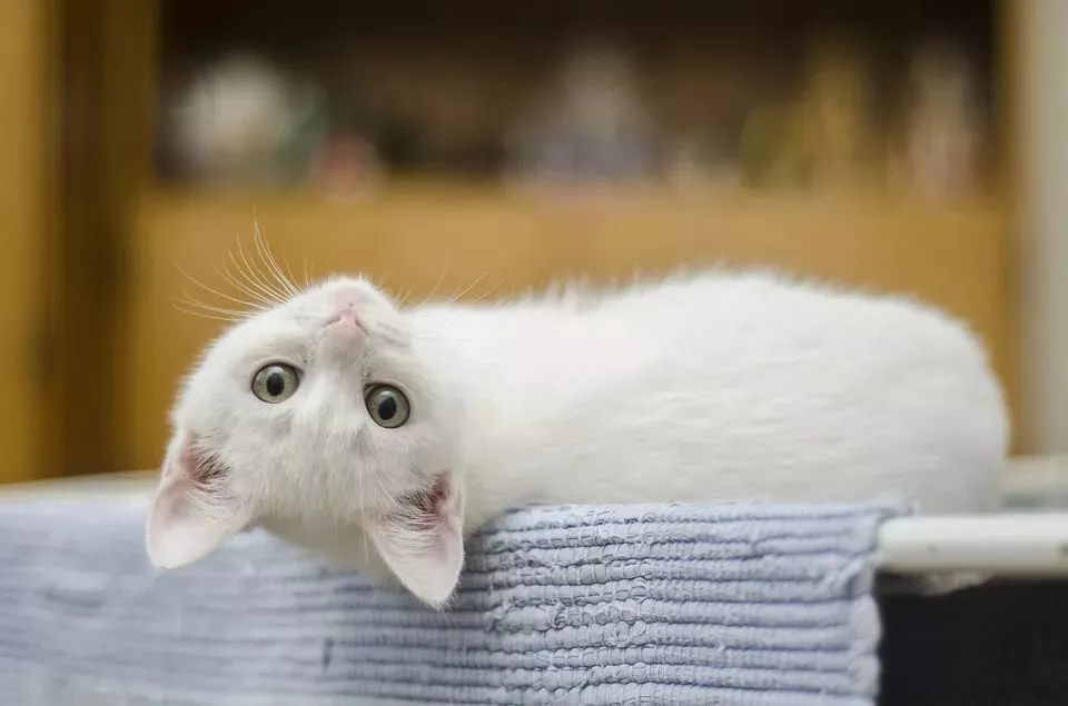 养猫心理学研究,心理学为什么忽然想养猫