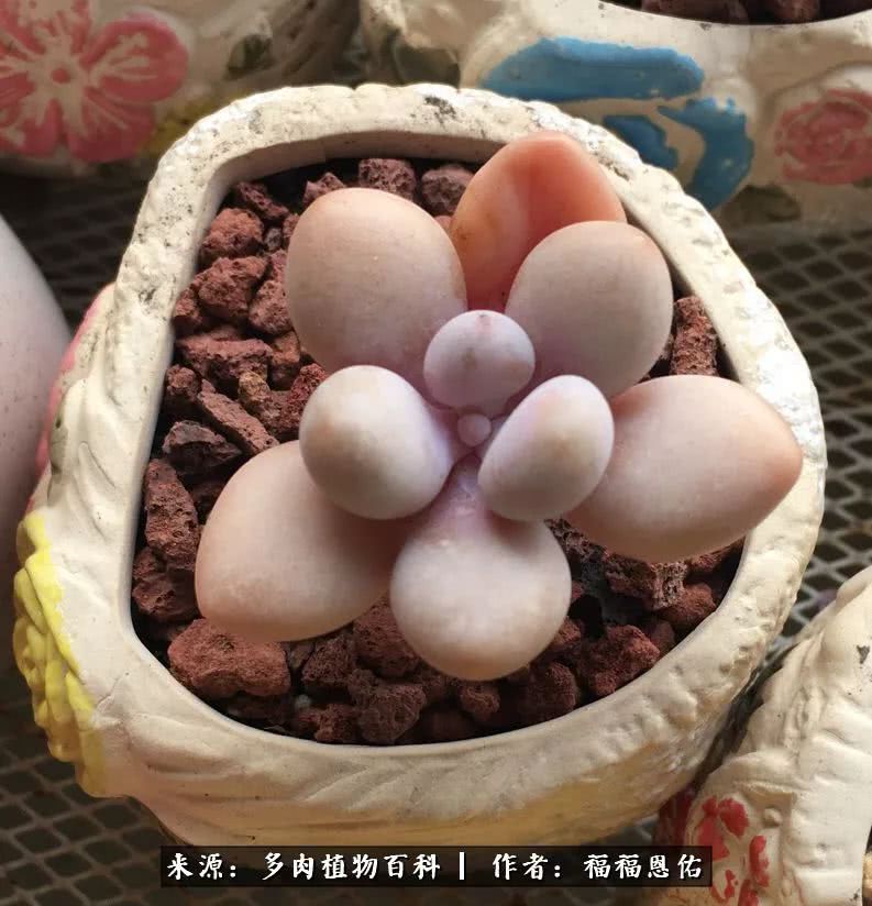 买买买，千里迢迢来相见，新的多肉成员来啦！