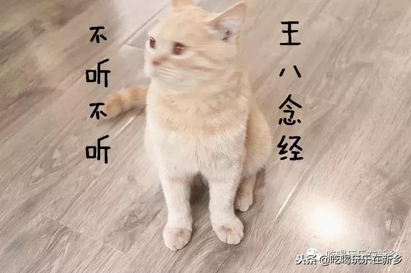 猫主子驾到,猫咪主子驾到