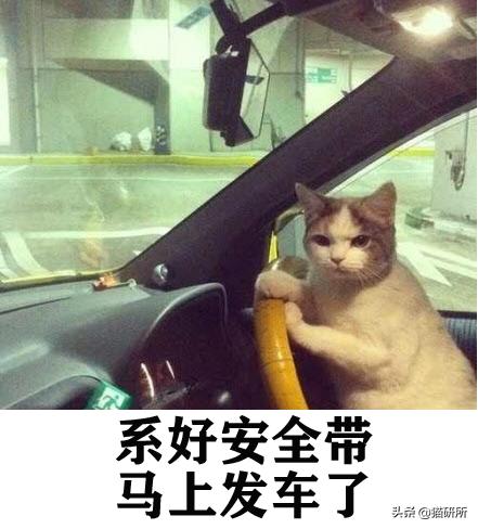 8个猫咪「性」的冷知识，务必背着主子看