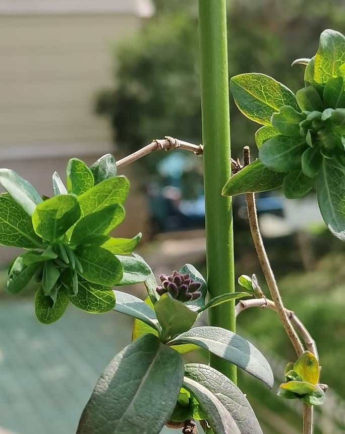 金银花怎么养成盆景,盆栽金银花养殖方法