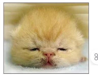 猫宫庄园乳猫得了猫癣,奶癣怎么办？