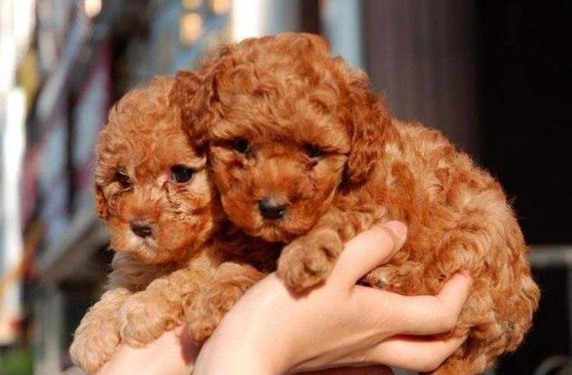 纯种泰迪犬脾气及介绍,纯种泰迪犬串串