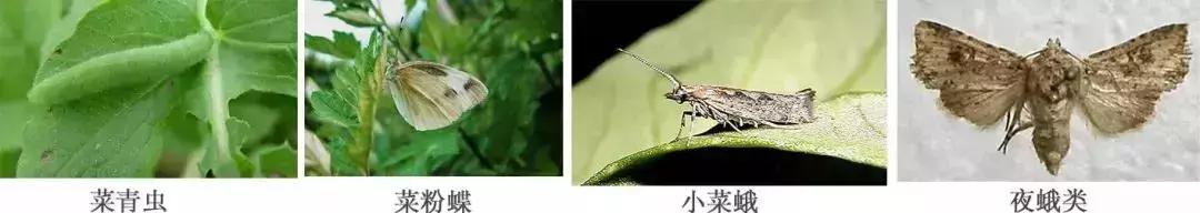 蔬菜苗期地下害虫防治,蔬菜害虫最佳防治方法