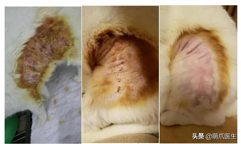 盘点那些手贱的猫咪被烫伤,盘点猫咪被烫过的倒霉瞬间