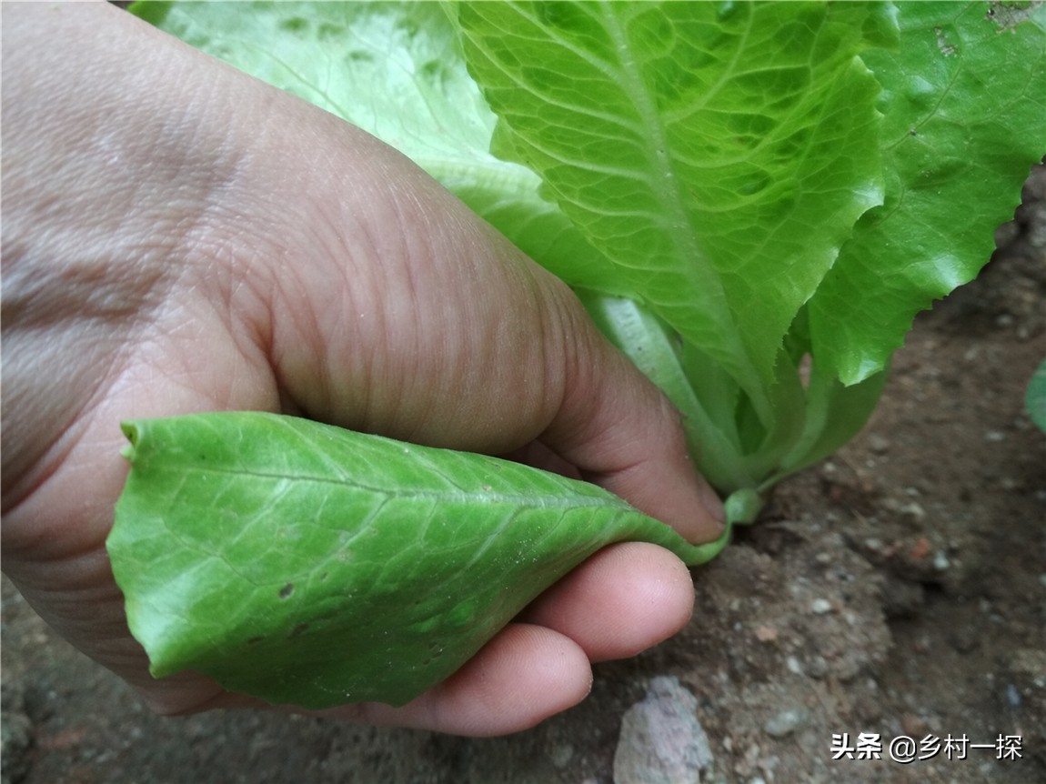 种植生菜很苦怎么补救,种植生菜的注意事项和禁忌