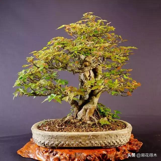 唐枫和红枫有什么区别,日本红枫和黄金枫区别