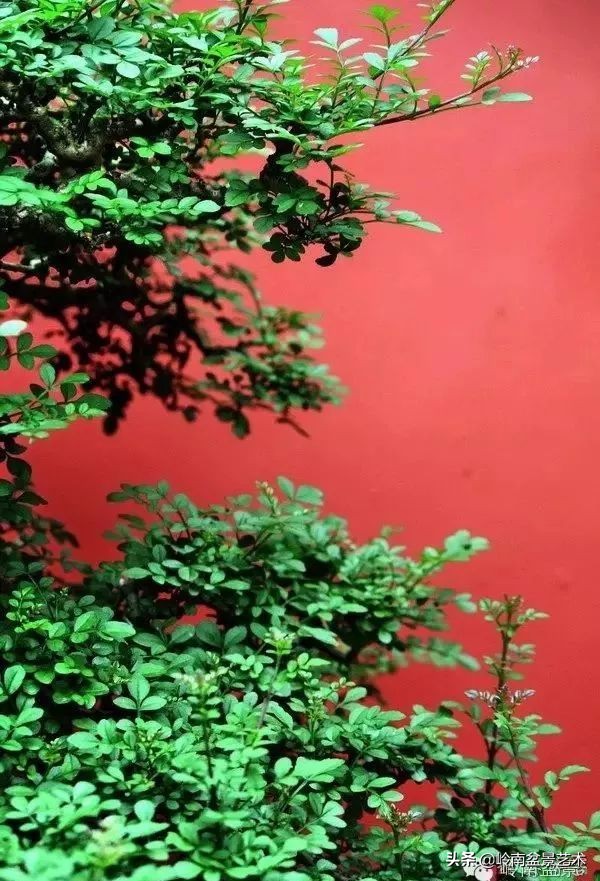 盆景对节白蜡是什么树,对节白蜡盆景是什么树