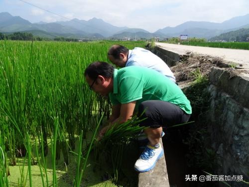 荸荠的旱地种植技术,荸荠高产高效栽培技术书籍