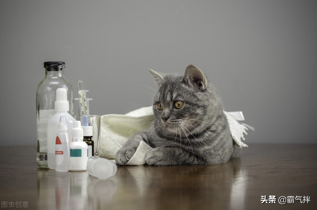 养猫经验除猫毛,养猫猫癣家庭如何消毒