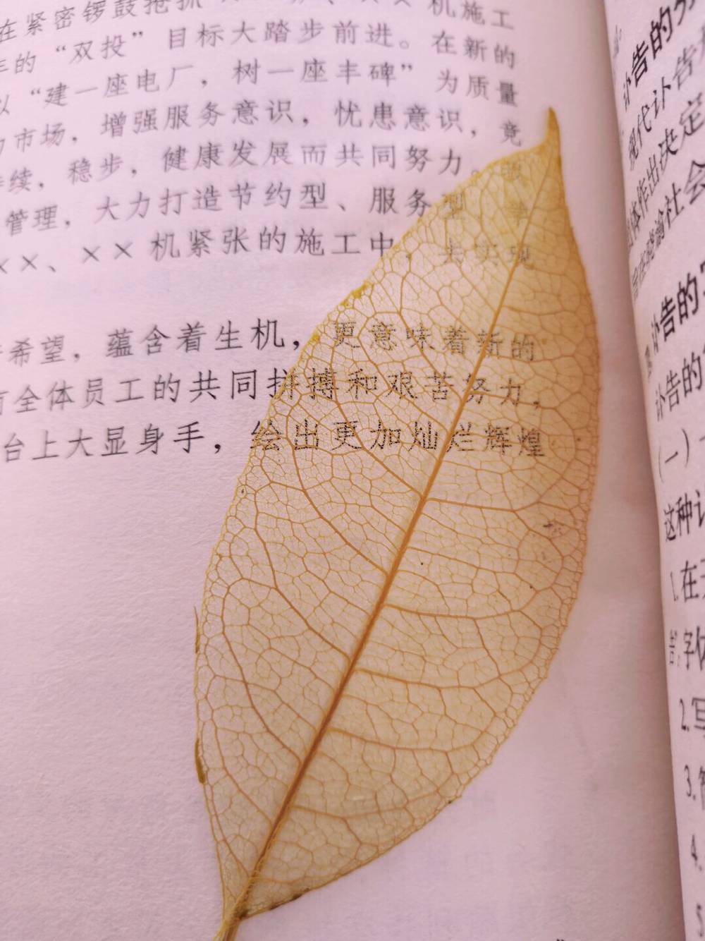 幼儿书签夏天树叶书签,捡一片树叶做书签不要叶脉书签