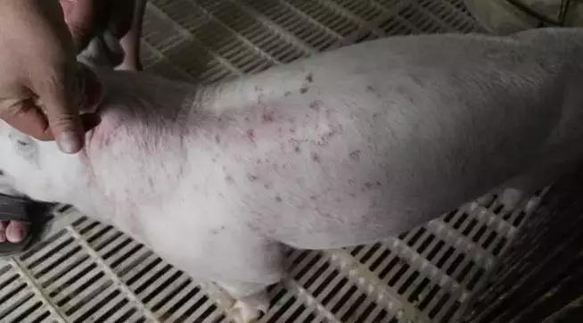 猪皮肤上长红点是怎么回事,猪皮肤长斑点怎么治