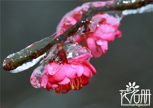 南京市花为什么是梅花,为什么南京市的市花是梅花