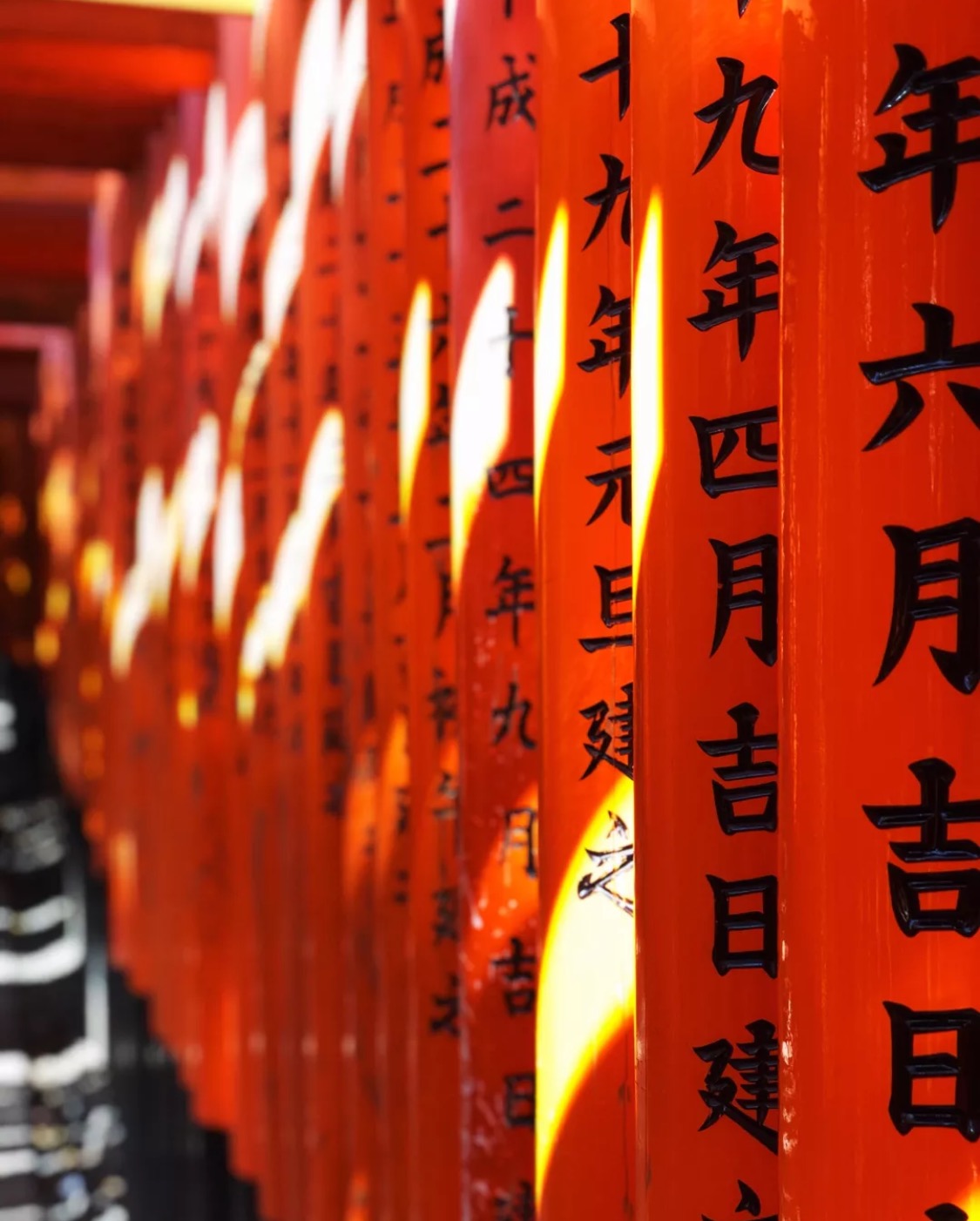 妯辫姳涔嬫梾澶ч槳,鏃ユ湰妯辫姳涔嬫梾