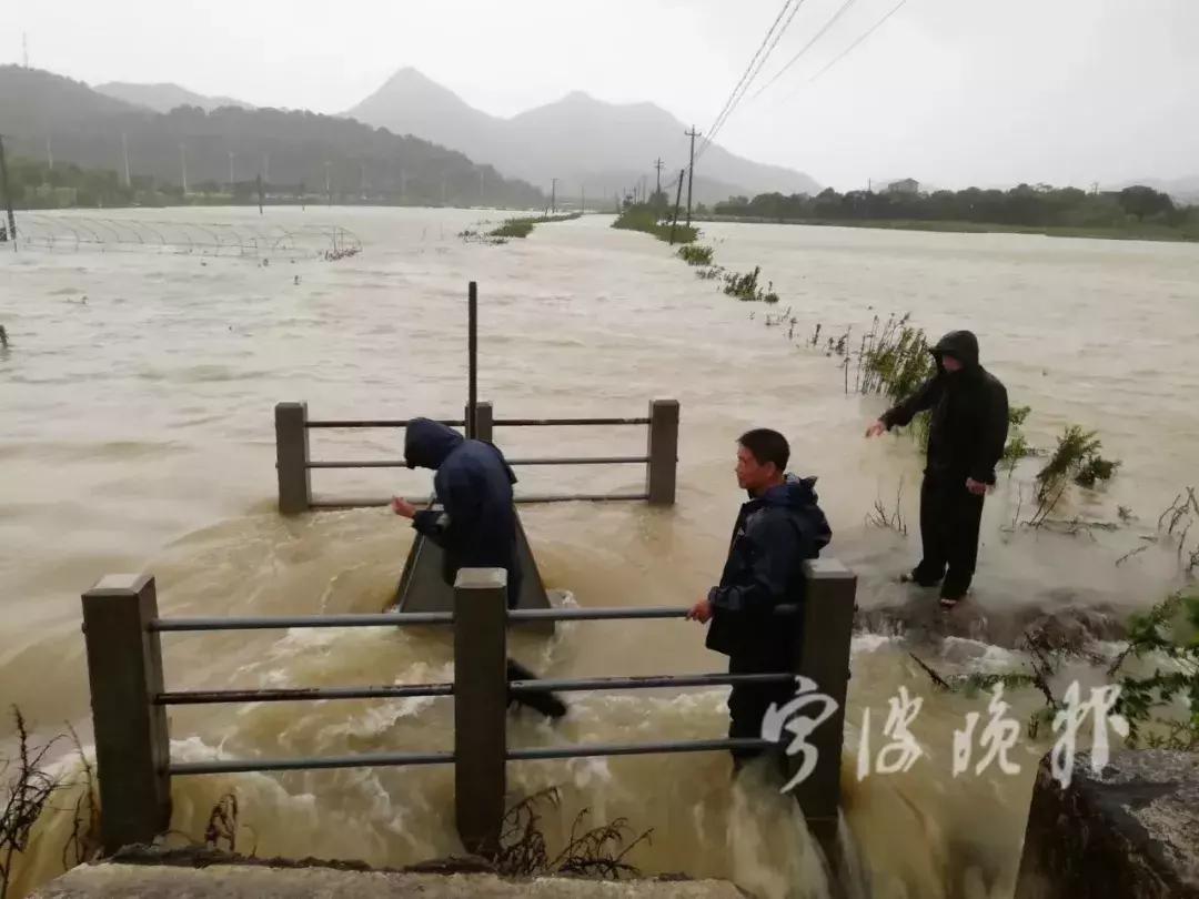 西湖60年大树被连根拔起,西湖大树被淹断电