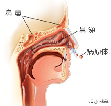 其实你每天都要喝1500毫升鼻涕，不想喝也得喝