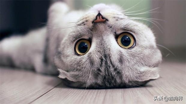 小猫受到了惊吓怎么办,小猫受到惊吓乱拉屎