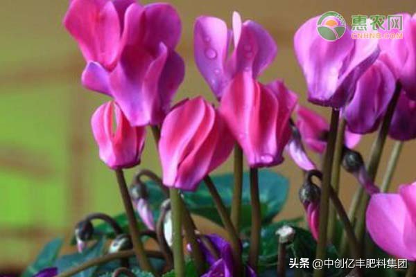 新买的仙客来叶子发黄怎么补救,仙客来买回来后叶子发黄枯萎