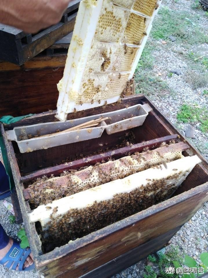 蜜蜂养殖饥荒,饥不择食带来的是后患无穷