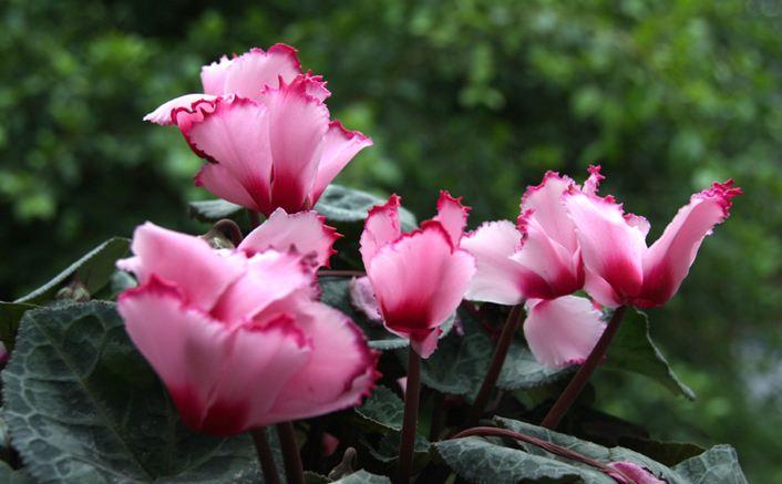 仙客来萎蔫倒了怎么办,仙客来开的花萎蔫倒伏是什么原因