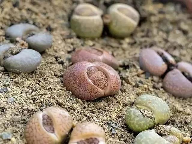 多肉生石花好看视频,多肉生石花开图