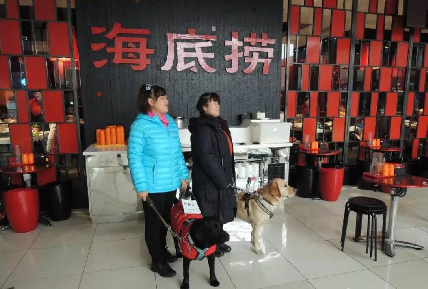 带导盲犬进海底捞被拒网友吵翻了,带导盲犬海底捞