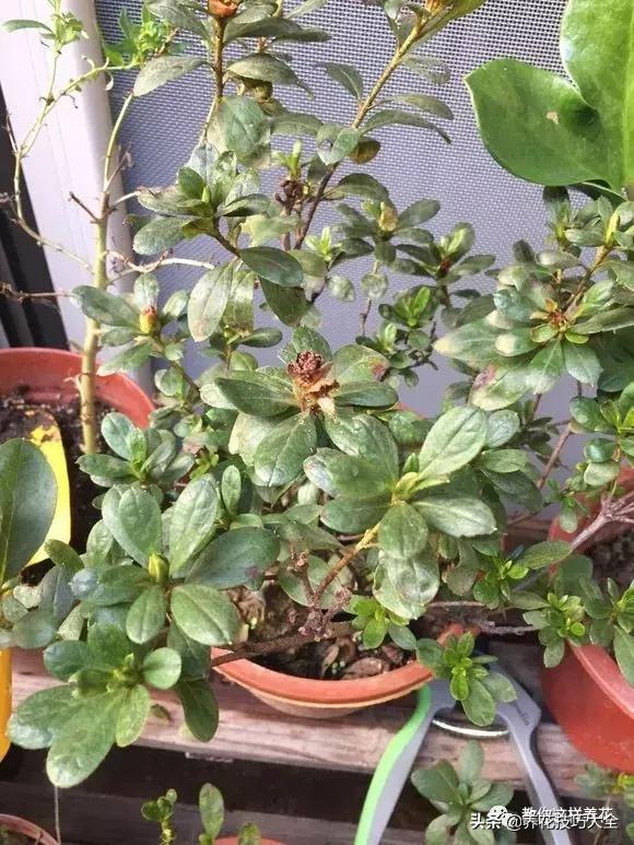 给花浇苹果醋,用醋浇花叶子发黄怎么办